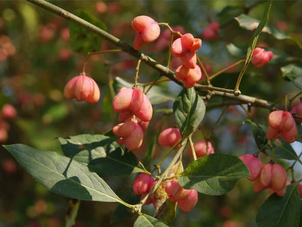 Roze bloemen en bessen van Europese spindel boom — Stockfoto