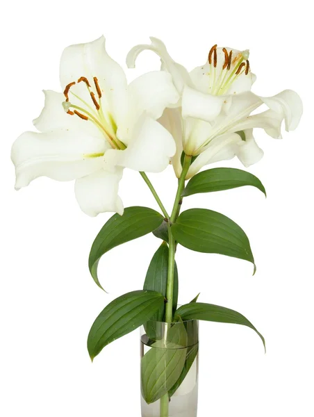 Vit blomma av Lilja — Stockfoto