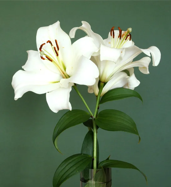 Flor branca de lírio — Fotografia de Stock