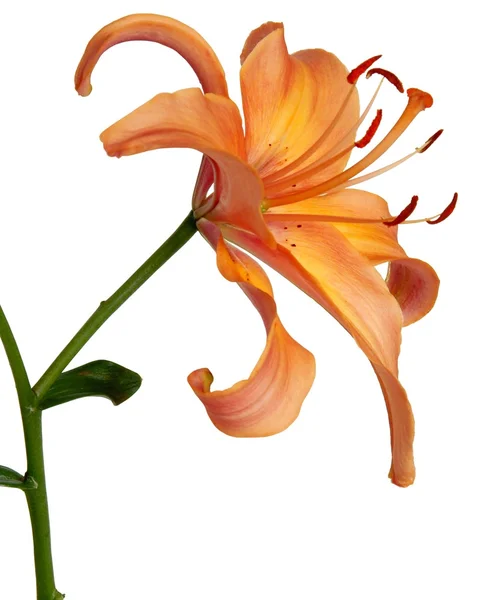 Lilienblüten — Stockfoto