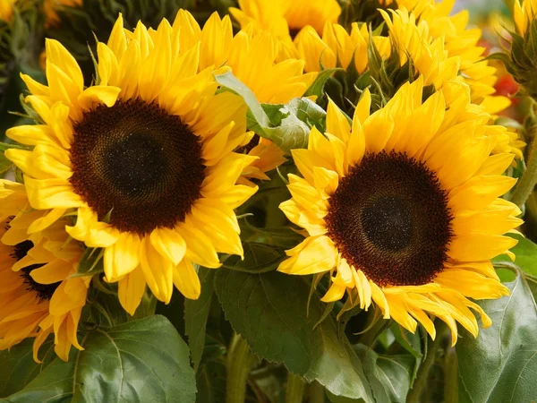 Geel, mooie bloemen van de zonnebloem — Stockfoto