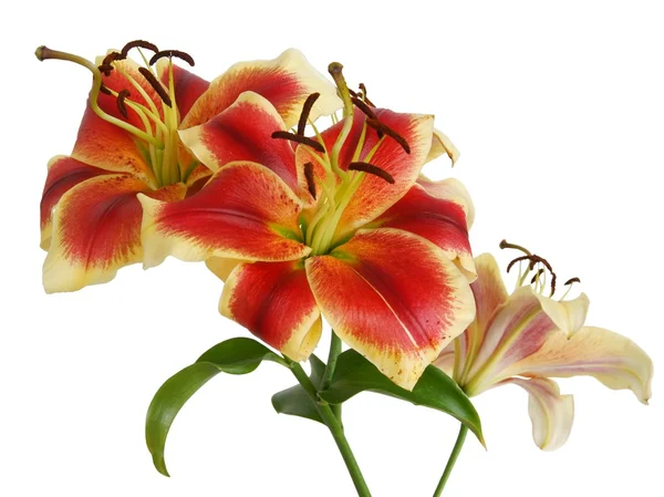 Flowers of lily — Stock Photo, Image