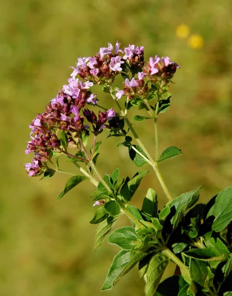 Oregano plant with pink flowers — Stock Photo, Image