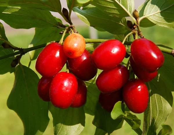 Bagas vermelhas de arbusto de cereja dogwood — Fotografia de Stock