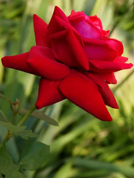 Red flower of rose — Stock Photo, Image