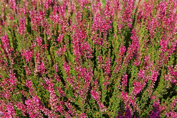 Violette Blüten der Heidekrautpflanze — Stockfoto