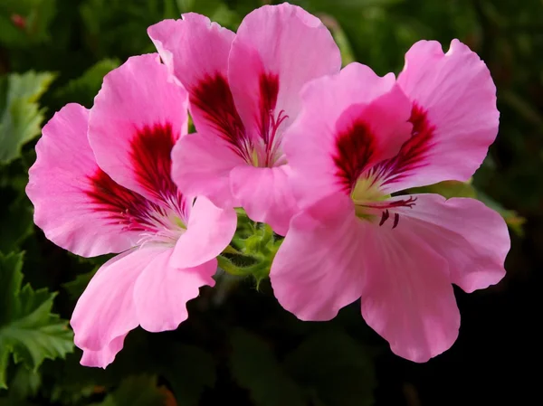 Pink flowers of geranium potted plant — Stock Photo, Image
