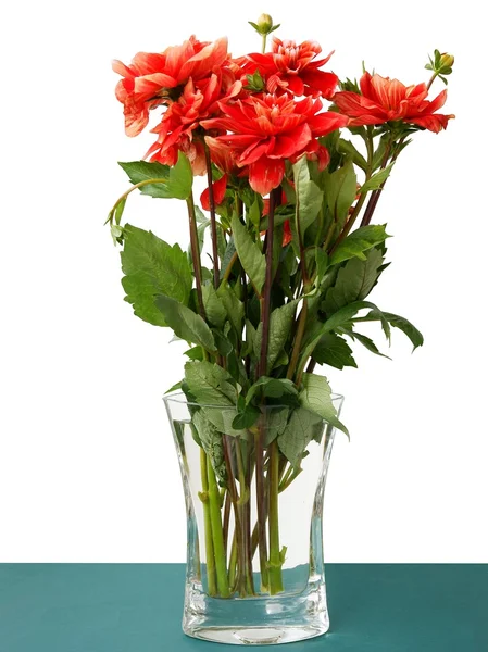 Posy of orange dahlias — Stock Photo, Image