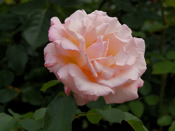 Αρκετά ροζ τριαντάφυλλο από κοντά — Φωτογραφία Αρχείου