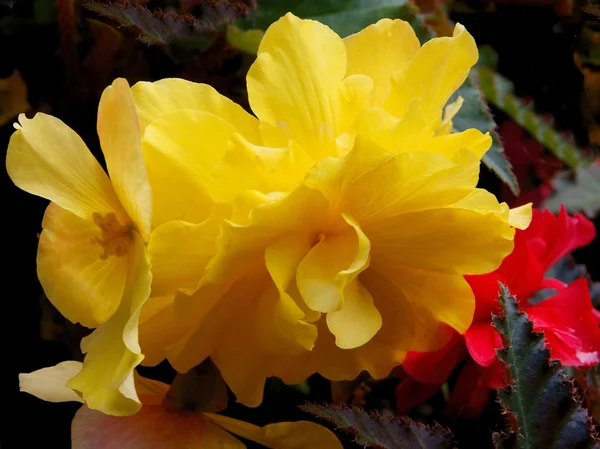 Amarelo begonia flor close up — Fotografia de Stock