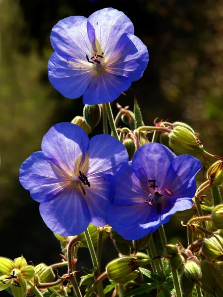 Flor azul de geranio planta silvestre — Foto de Stock