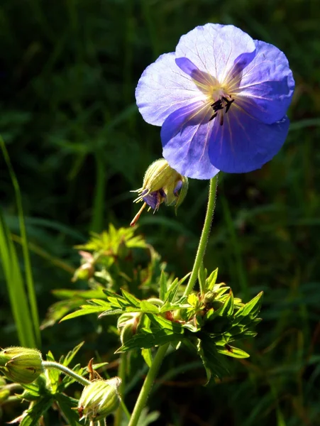 Blue flower of geranium wild plant — Stock Photo, Image
