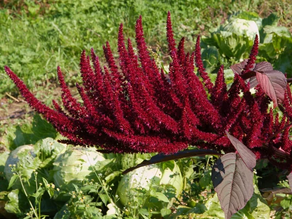 Purple flowers of amaranthus plant — Stock Photo, Image