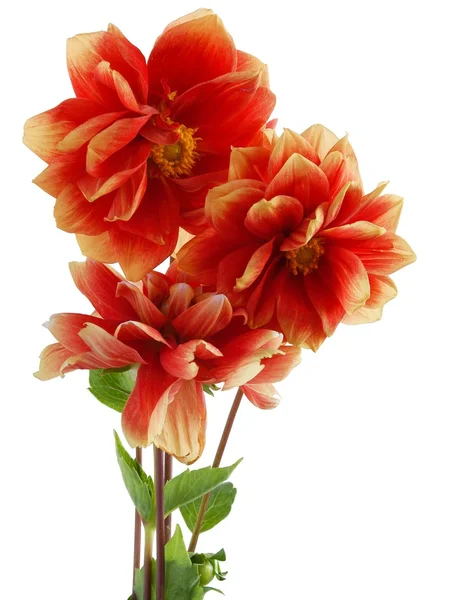 Red and orange pretty dahlias — Stock Photo, Image