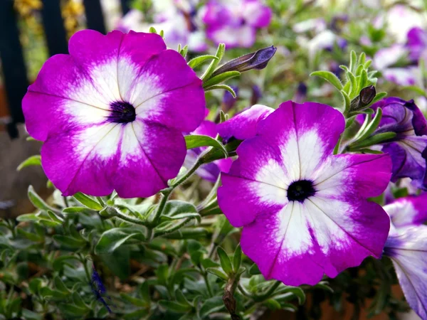 Фиолетовый и белый цветы Petunia горшок растения — стоковое фото