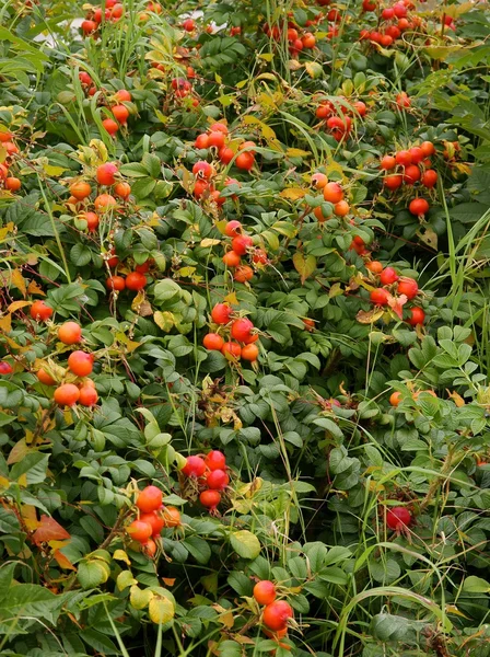 Strauch von Wildrose mit roten Früchten — Stockfoto