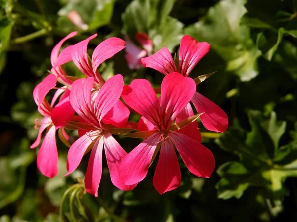 Fiori rossi di geranio rampicante pianta in vaso — Foto Stock