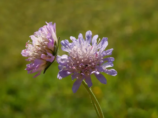 Lila flowers of scabiosa plant on meadow — Stock Photo, Image