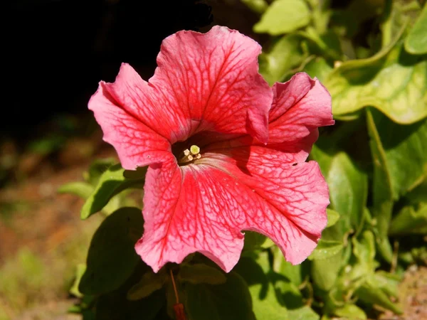 ペチュニアの赤とピンクの花 — ストック写真