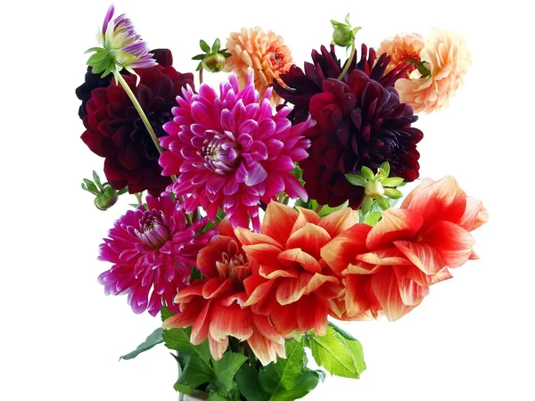 Pretty flowers of dahlia — Stock Photo, Image