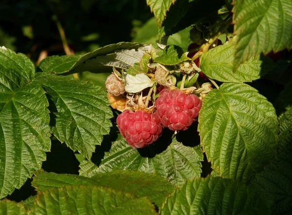 Ripe raspberries on bush — Stock Photo, Image