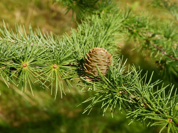 Lariks boom met groene kegel — Stockfoto