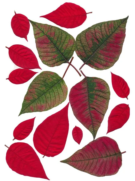 Arranjo de folhas de poinsetia vermelho e verde — Fotografia de Stock