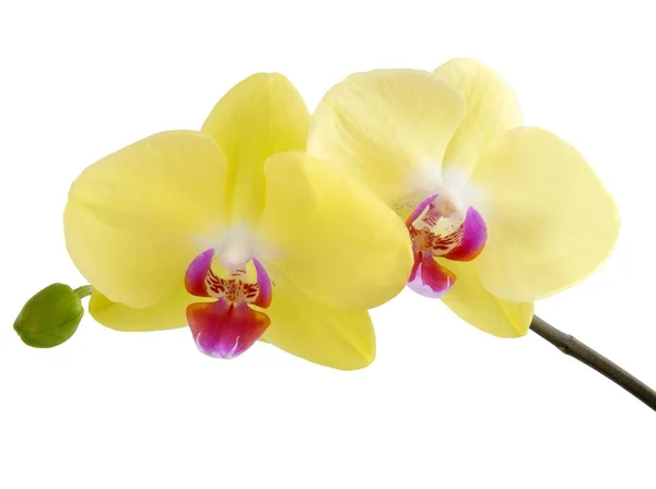 Żółte kwiaty orchidei roślin — Zdjęcie stockowe