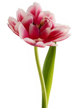 Pembe Lale izole kapatmak