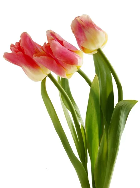 Pink tulip close up isolated — Stock Photo, Image