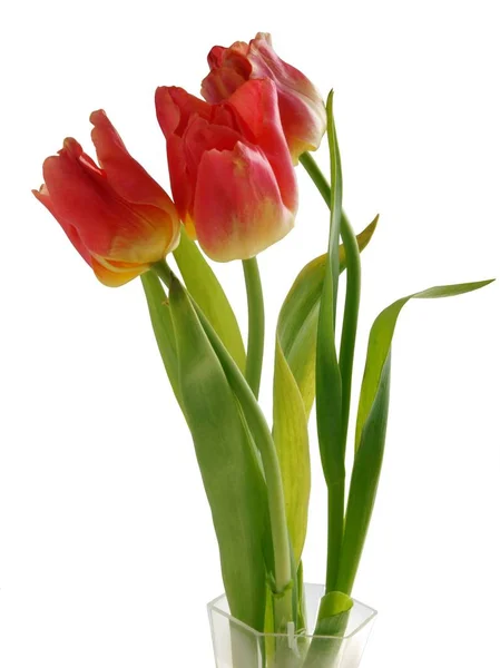 Pretty tulips close up isolated — Stock Photo, Image