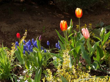 baharda bir bahçede güzel laleler