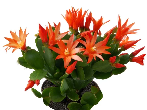 Fleurs orange de cactus Schlumbergera — Photo