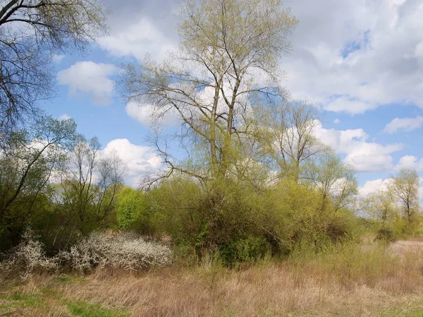 Landscape of spring nature — Stock Photo, Image