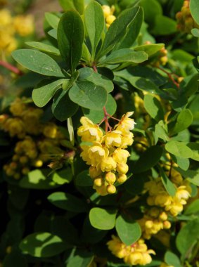 berberis coreana Bush bahar, sarı çiçek