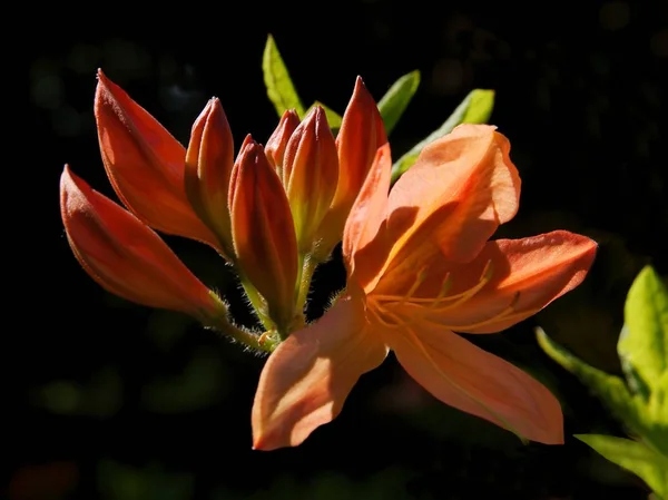 Rhododendronstrauch mit hübschen Blüten — Stockfoto