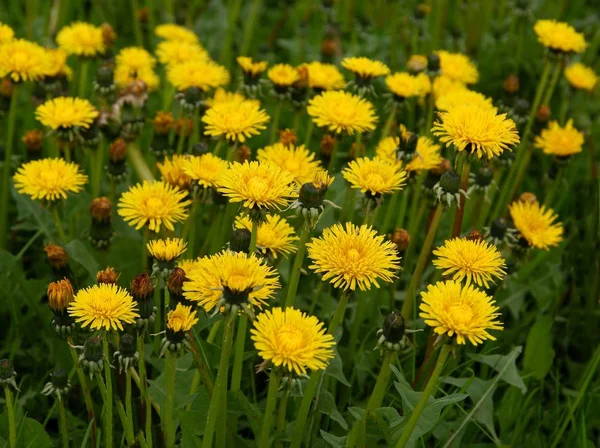 Gula blommor av maskros på äng — Stockfoto