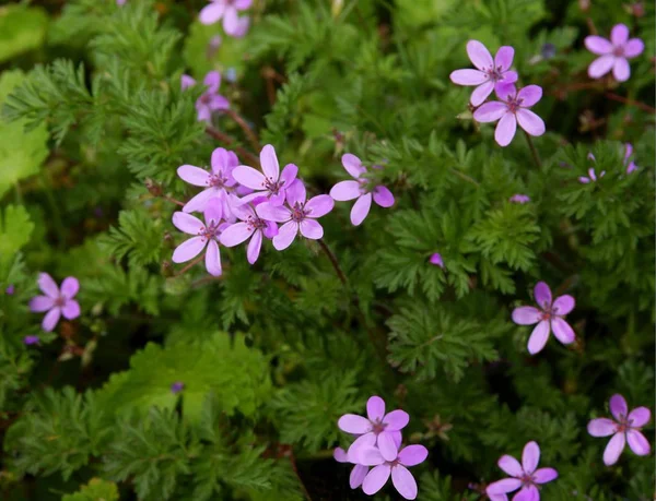 Small lila flowers close up — стоковое фото