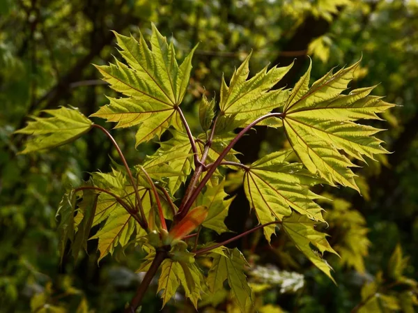 Folhas verdes de árvore de bordo na primavera — Fotografia de Stock