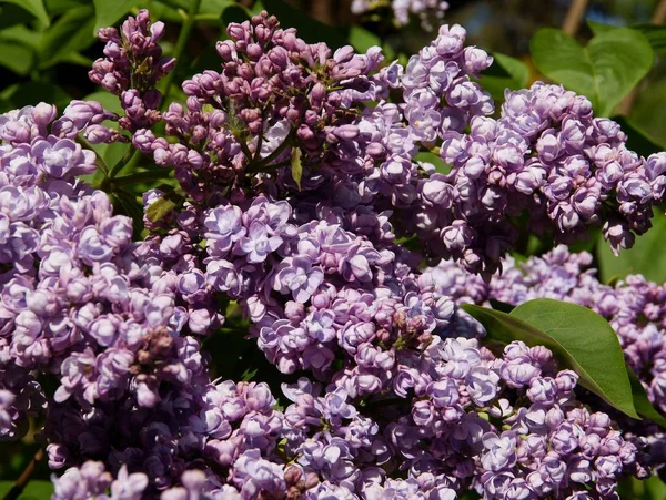 Lilas en fleurs au printemps — Photo