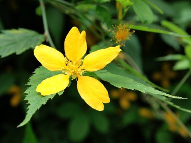 Kerria japonica bush ile sarı çiçek