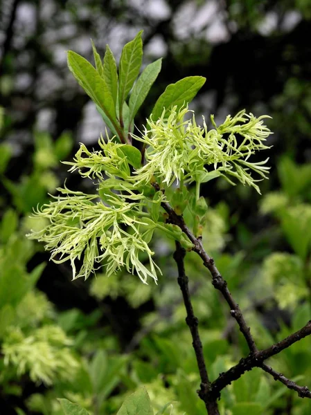 Chionanthus Virginicius cespuglio fioritura — Foto Stock