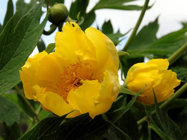 Желтые цветы Пеонии — стоковое фото