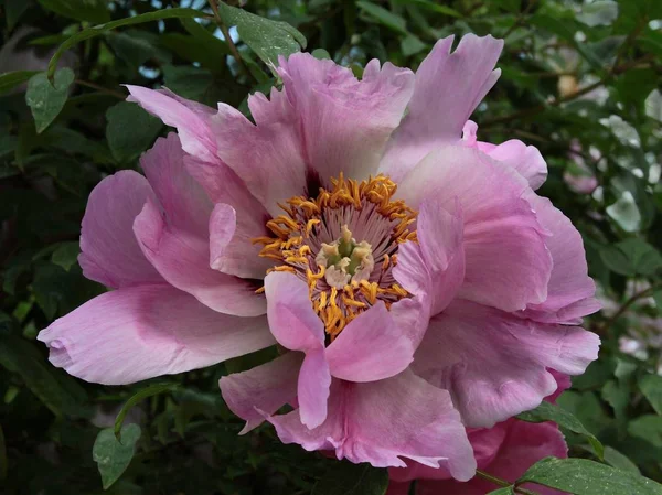 Rosa Blüte der Paeonia suffruticosa aus nächster Nähe — Stockfoto