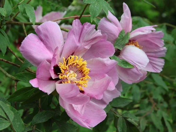 Rosa Blüte der Paeonia suffruticosa aus nächster Nähe — Stockfoto