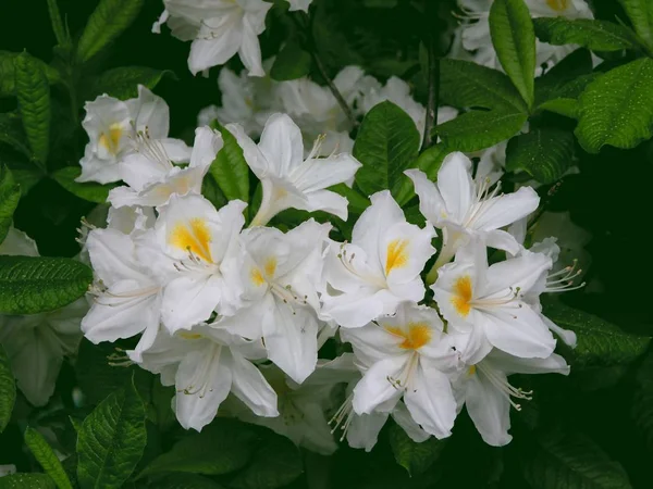 Fiori bianchi di cespuglio di rododendro da vicino — Foto Stock