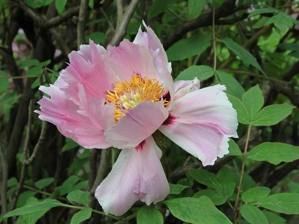 Rosa Blüte der Paeonia suffruticosa aus nächster Nähe — Stockfoto