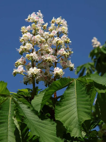 Witte bloemen van kastanjeboom in het voorjaar — Stockfoto
