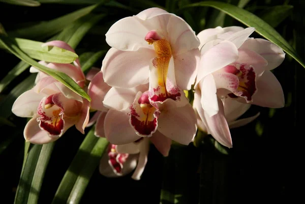 Розовые цветы орхидеи — стоковое фото