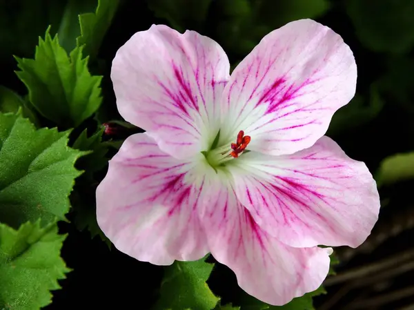 Sardunya, pembe ve mor çiçek bitki saksı — Stok fotoğraf